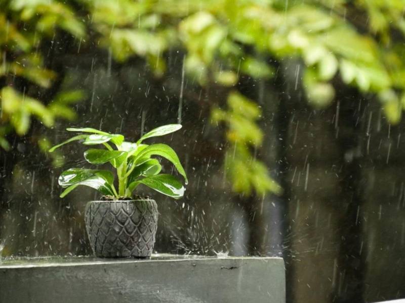 Consejos Para Cuidar Su Jard N En Tiempos De Lluvia