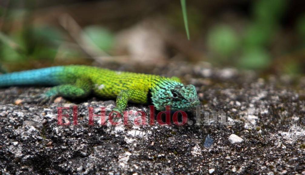 Desde felinos salvajes hasta aves exóticas: un recorrido por la fauna del zoológico Rosy Walther