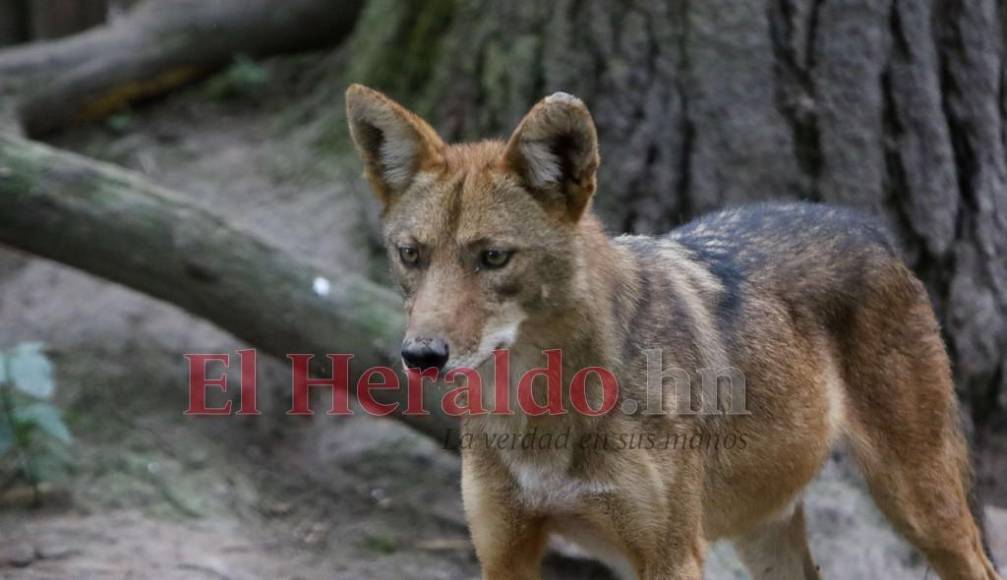 Desde felinos salvajes hasta aves exóticas: un recorrido por la fauna del zoológico Rosy Walther