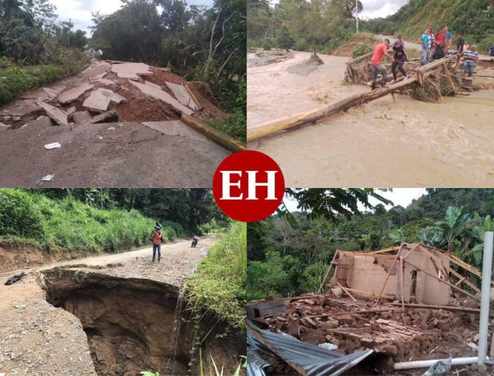 DeTodo Honduras - ¡Que no se queden en tu casa! Tenemos trampas de