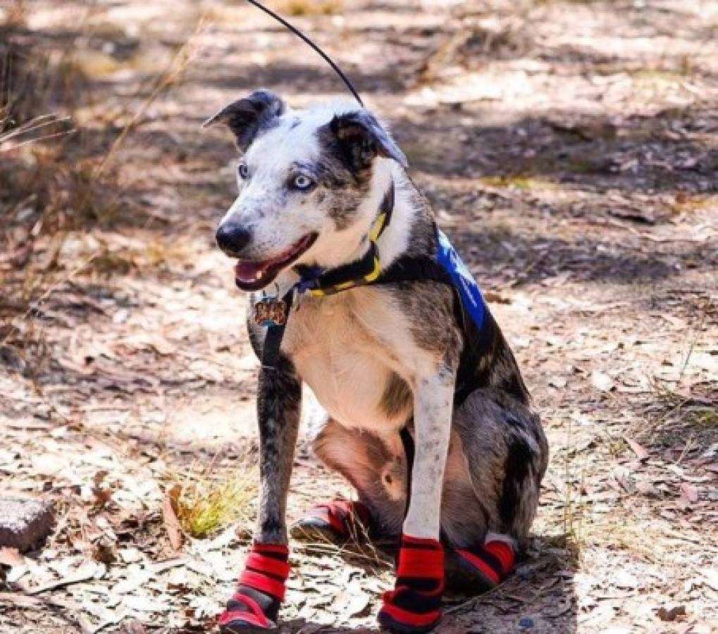 Oso, el perrito que rescata koalas de los incendios en Australia