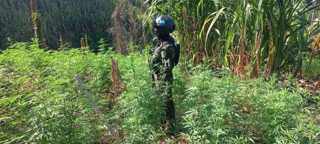 Aseguran casi medio millón de arbustos de cocaína en Olancho y Colón