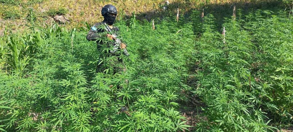 Aseguran casi medio millón de arbustos de cocaína en Olancho y Colón