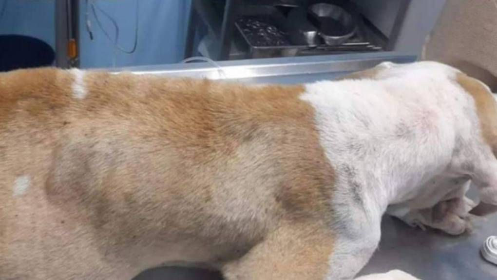 Abusada por sus dueños y por vecino: Ángel, la perrita rescatada en Puerto Cortés