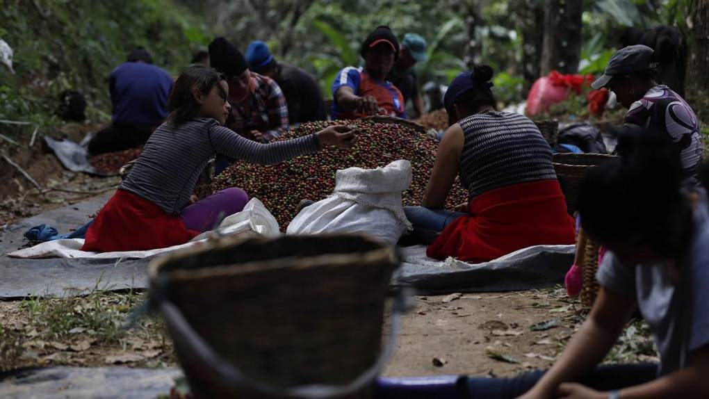 El sacrificio de los productores para mantener a Honduras en primeros lugares en café de excelencia