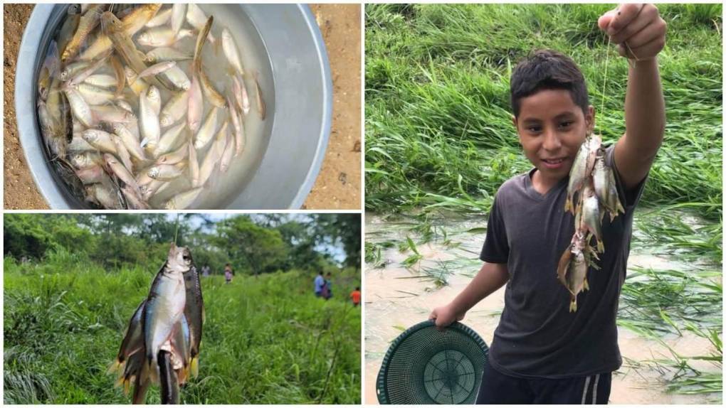 Tradicional lluvia de peces sorprende a los pobladores de Yoro