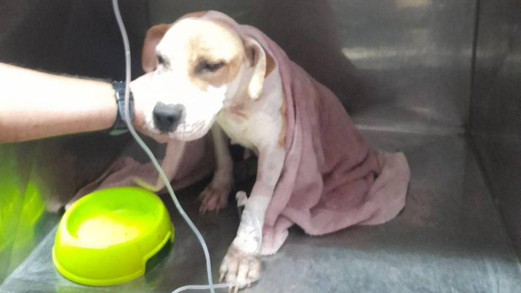 Abusada por sus dueños y por vecino: Ángel, la perrita rescatada en Puerto Cortés