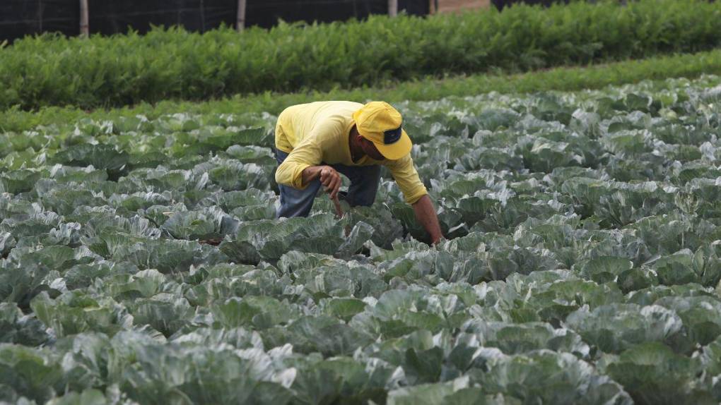 Santa Ana, la cárcel convertida en granja, carpintería y pastelería en El Salvador