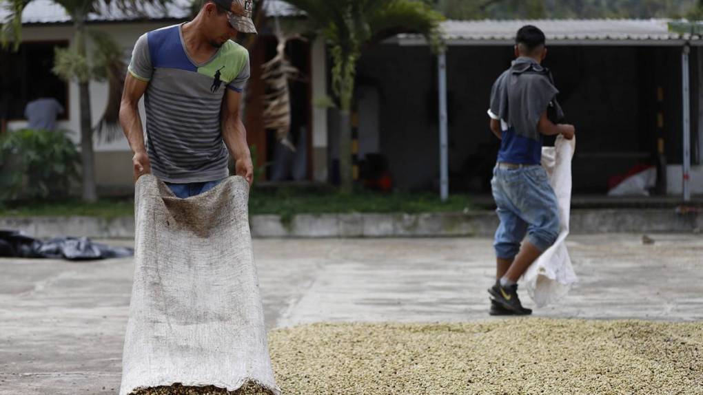 El sacrificio de los productores para mantener a Honduras en primeros lugares en café de excelencia