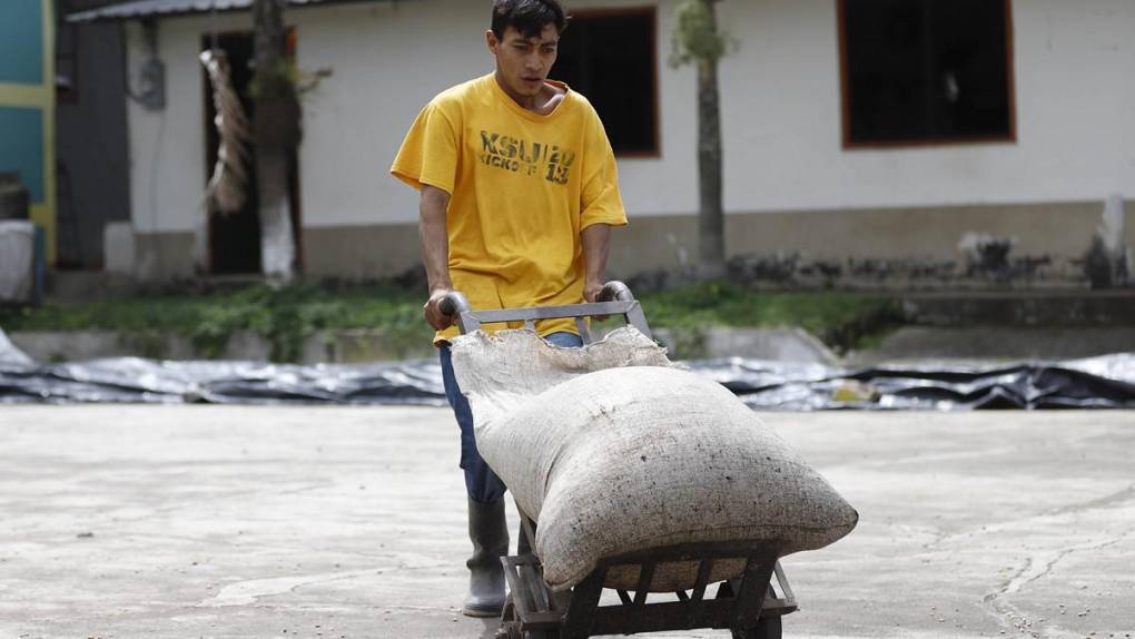 El sacrificio de los productores para mantener a Honduras en primeros lugares en café de excelencia