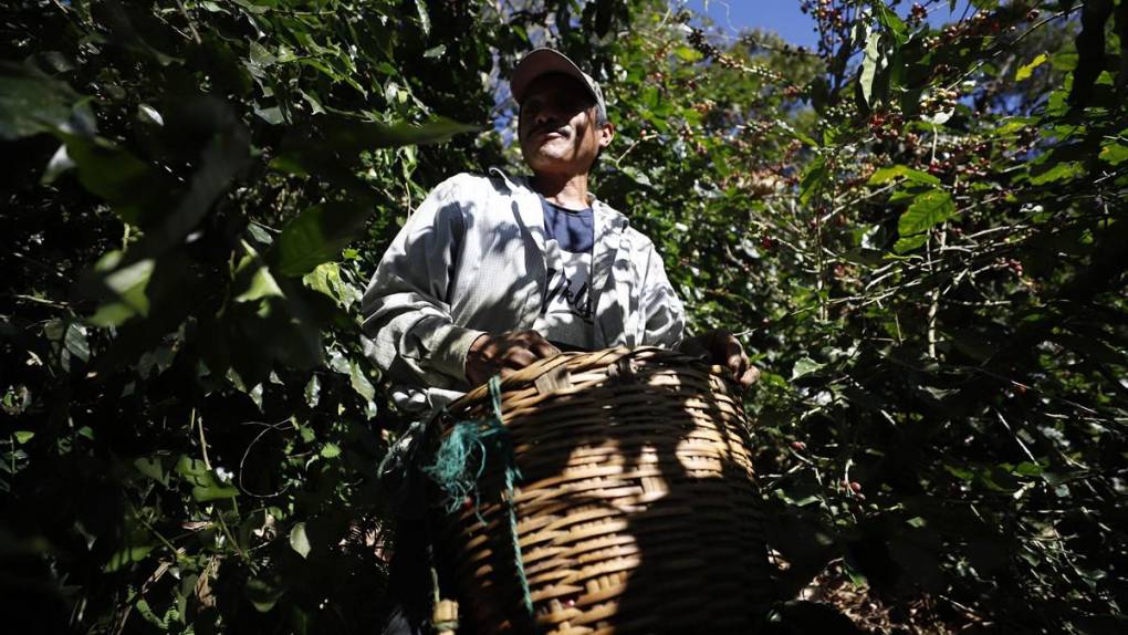 El sacrificio de los productores para mantener a Honduras en primeros lugares en café de excelencia