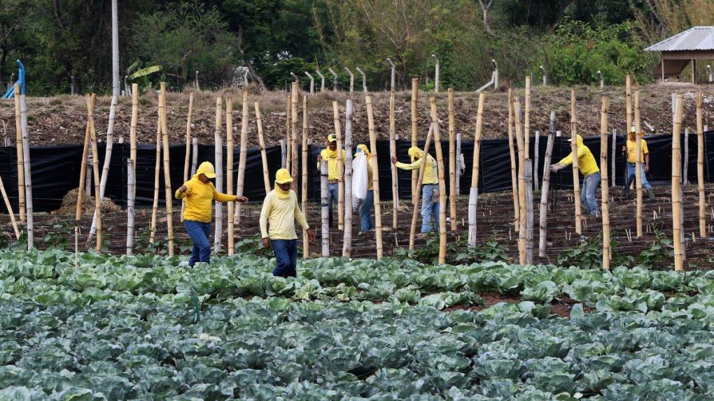 Santa Ana, la cárcel convertida en granja, carpintería y pastelería en El Salvador