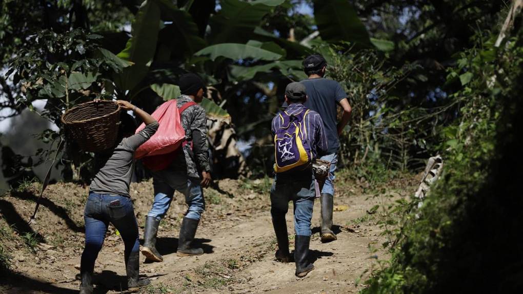 El sacrificio de los productores para mantener a Honduras en primeros lugares en café de excelencia