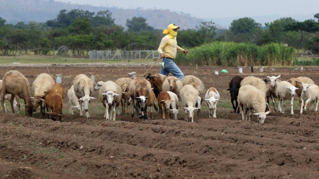 Santa Ana, la cárcel convertida en granja, carpintería y pastelería en El Salvador