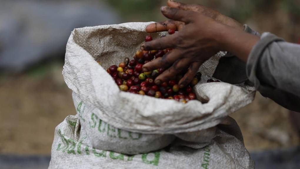 El sacrificio de los productores para mantener a Honduras en primeros lugares en café de excelencia