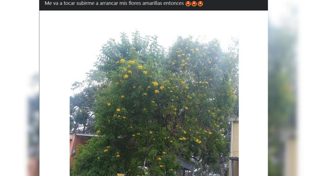 ¿No te dieron flores amarillas? Estos memes son para ti