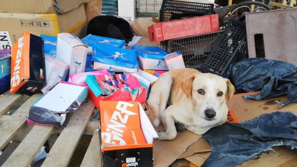 Mercados capitalinos amanecen inundados de basura tras festejos de Año Nuevo