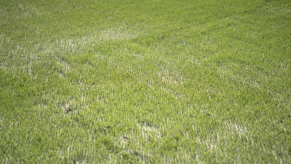 ¡Una lindura! Así quedó la grama híbrida en el estadio Morazán