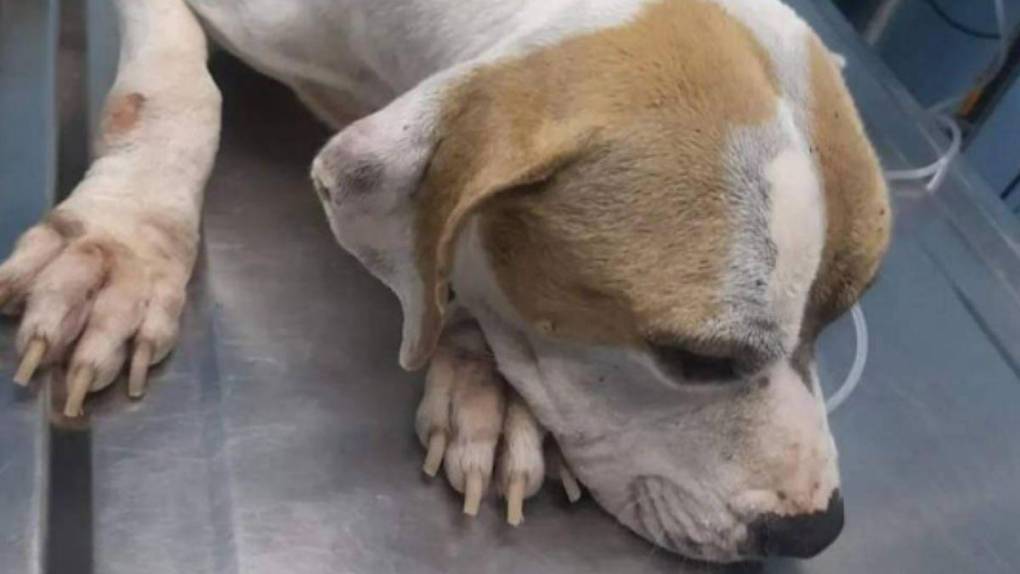 Abusada por sus dueños y por vecino: Ángel, la perrita rescatada en Puerto Cortés