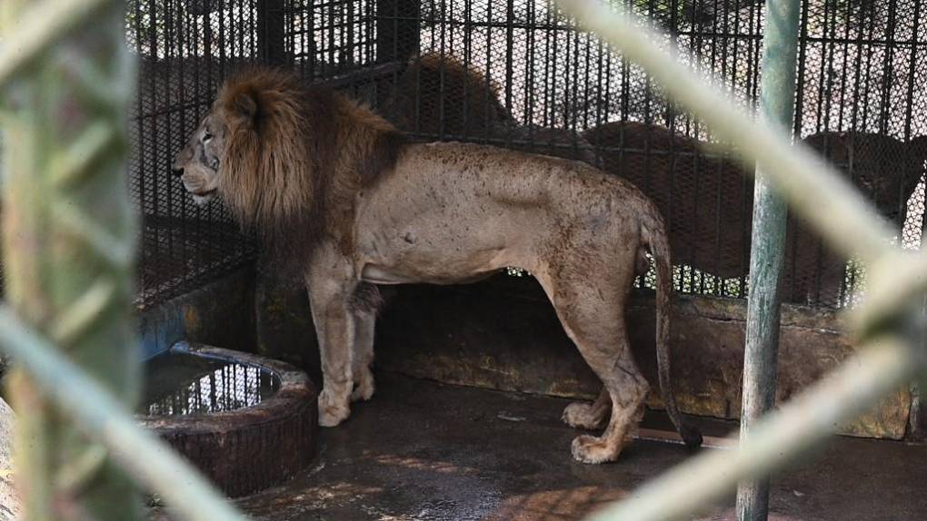 Al borde del colapso: la angustiante realidad de los animales en Joya Grande