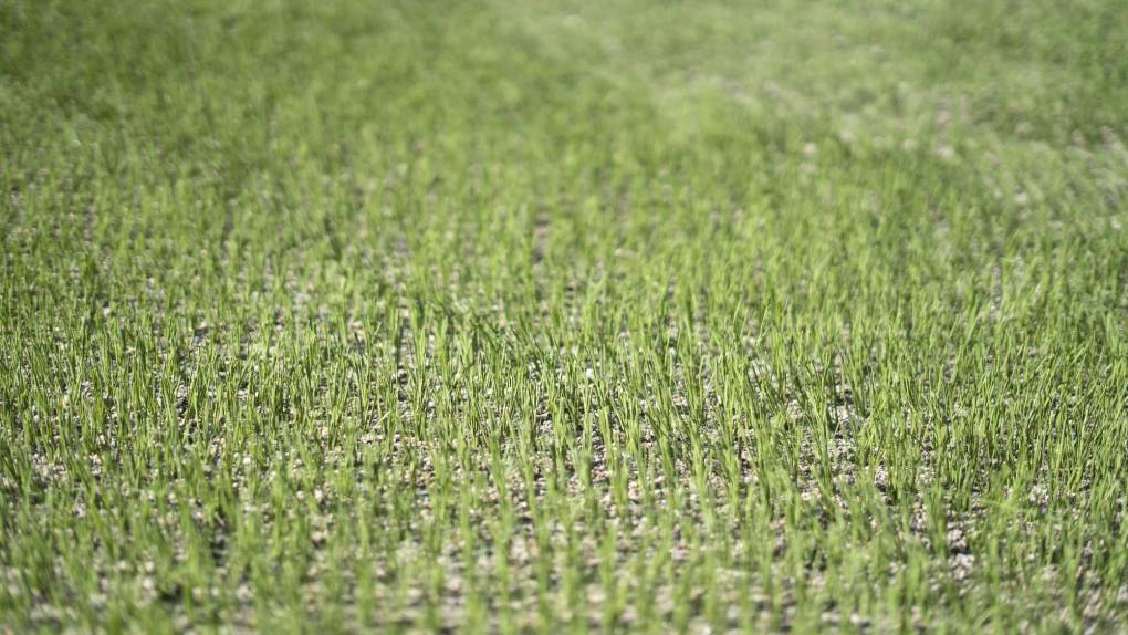 ¡Una lindura! Así quedó la grama híbrida en el estadio Morazán