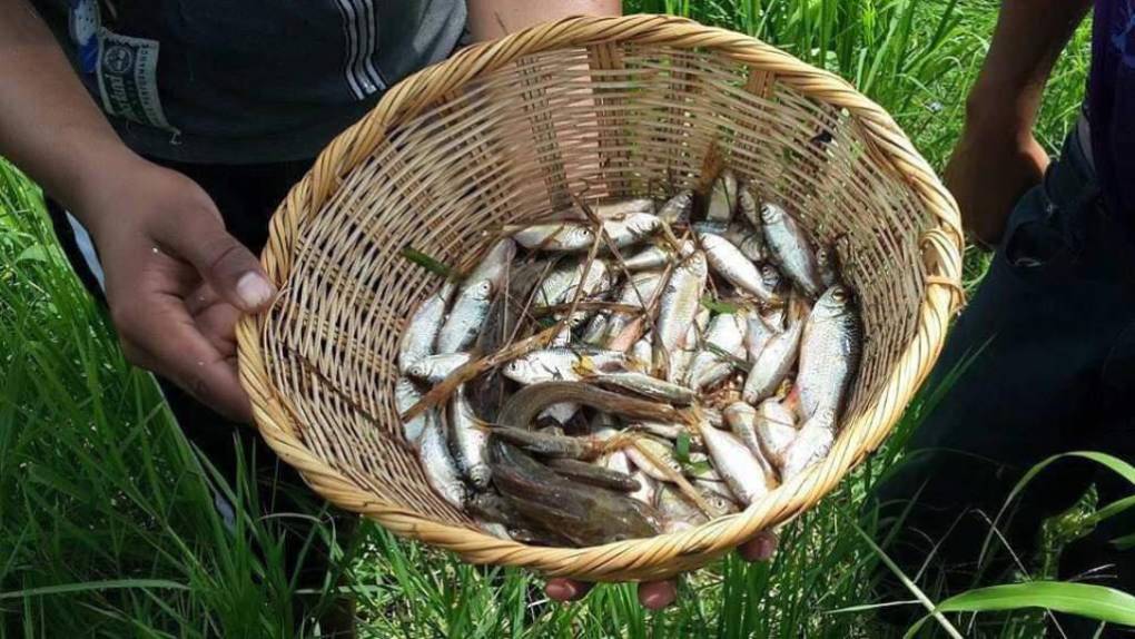 Tradicional lluvia de peces sorprende a los pobladores de Yoro