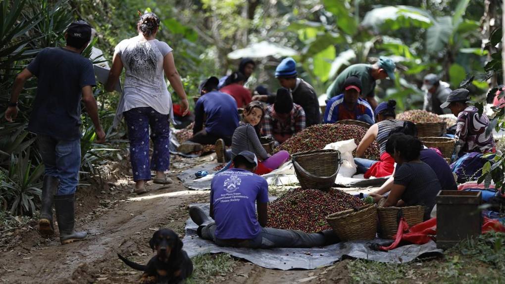 El sacrificio de los productores para mantener a Honduras en primeros lugares en café de excelencia