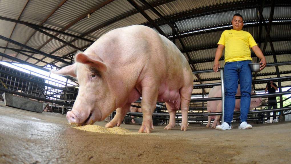 Santa Ana, la cárcel convertida en granja, carpintería y pastelería en El Salvador