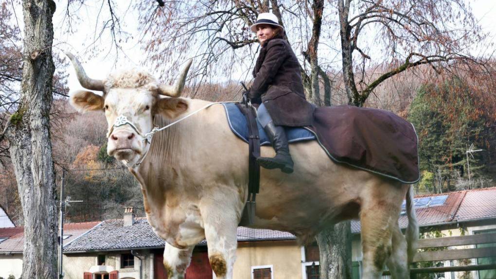 Aston, el gran toro que se cree caballo de una provincia de Francia