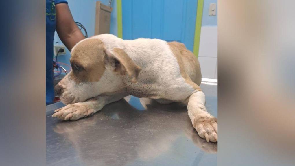 Abusada por sus dueños y por vecino: Ángel, la perrita rescatada en Puerto Cortés