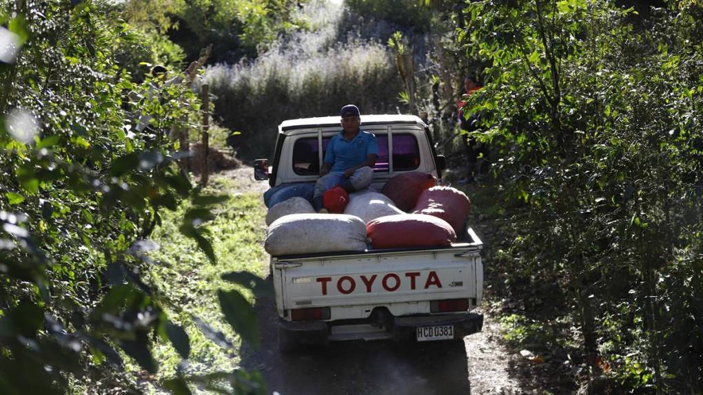 El sacrificio de los productores para mantener a Honduras en primeros lugares en café de excelencia