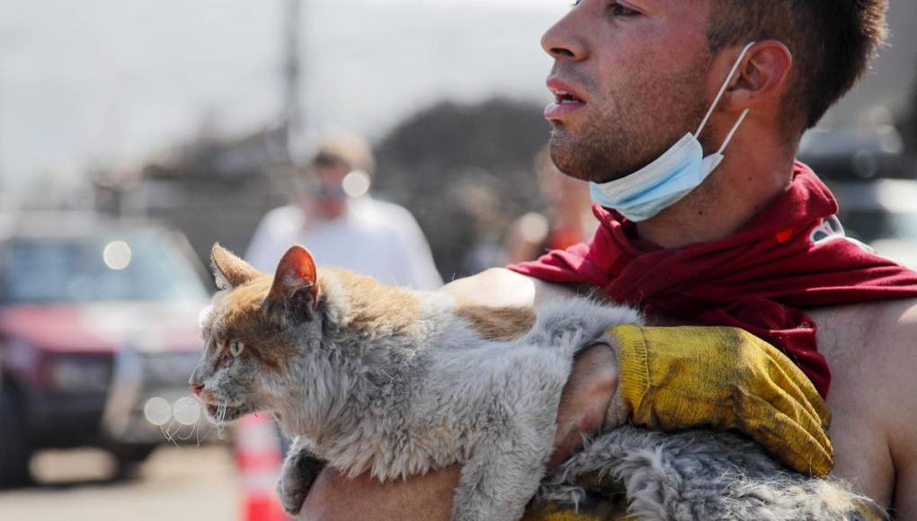 Chile llora Valparaíso: suman 122 muertos en incendios forestales