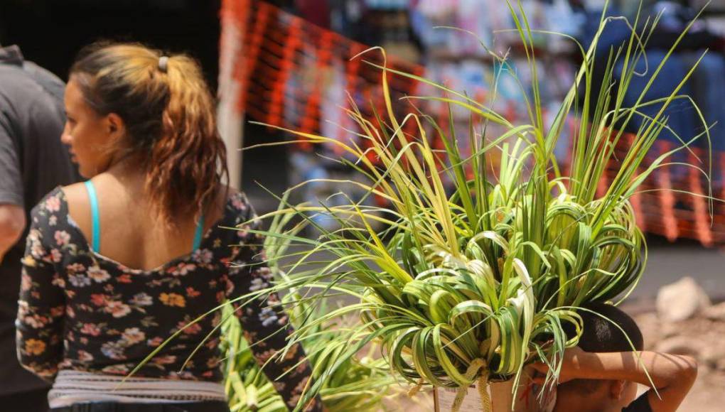 Tradición de palmas por Domingo de Ramos pinta de verde al Centro Histórico