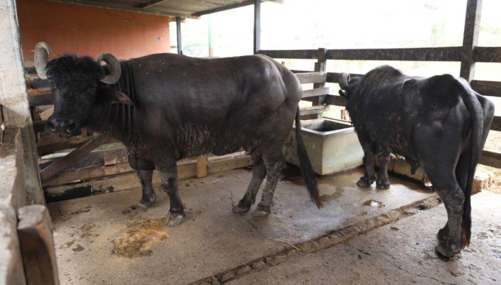 Las condiciones en las que viven animales en zoológico Joya Grande