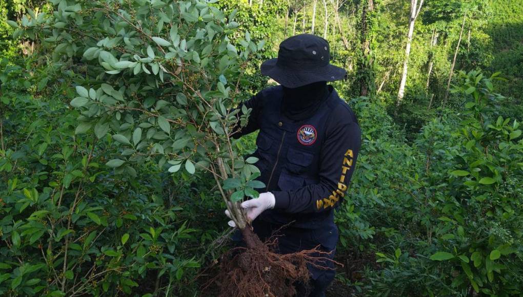 Extensa plantación, dos viveros y un narcolaboratorio asegurados en Colón