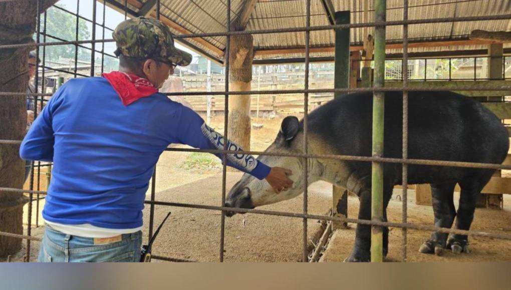 ¿En qué condiciones se encontraban los animales rescatados en Joya Grande?