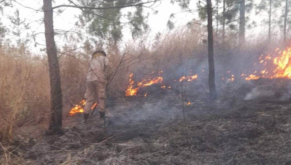 Pérdidas de hectáreas y muertes de especies: los daños provocados por incendio en La Tigra