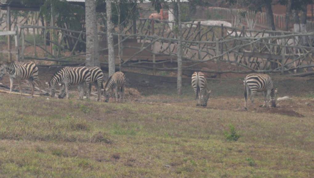 Las condiciones en las que viven animales en zoológico Joya Grande