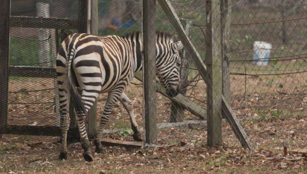 Las condiciones en las que viven animales en zoológico Joya Grande