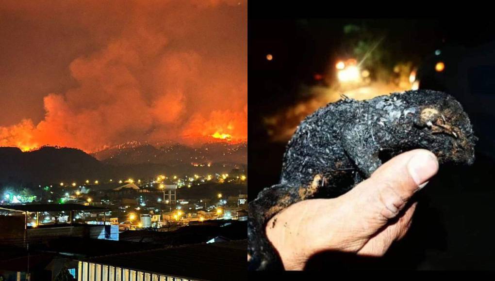 Pérdidas de hectáreas y muertes de especies: los daños provocados por incendio en La Tigra