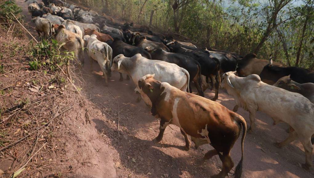 Destruida y deforestada: así se encuentra la zona núcleo de la Biósfera del Río Plátano