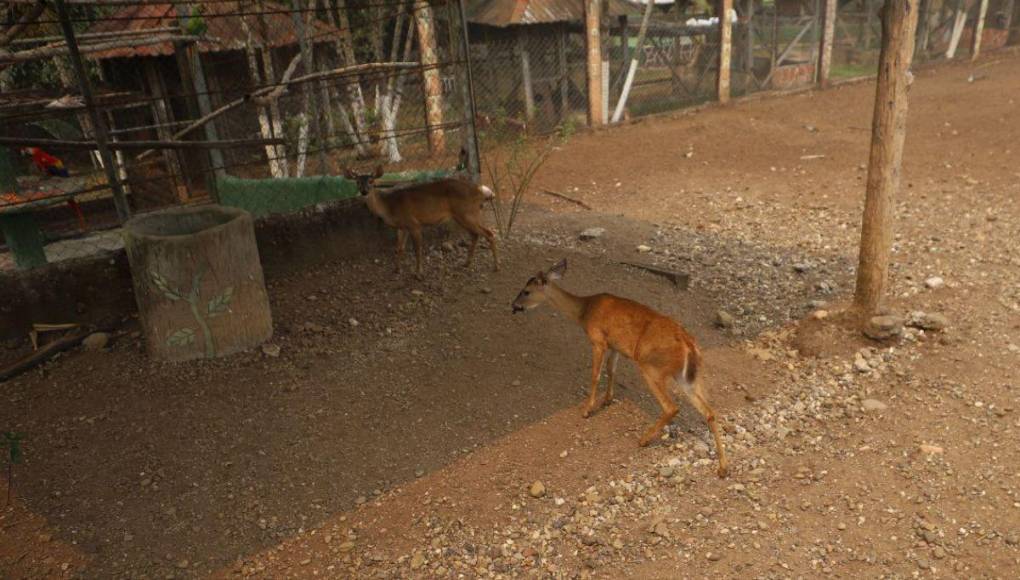 Las condiciones en las que viven animales en zoológico Joya Grande