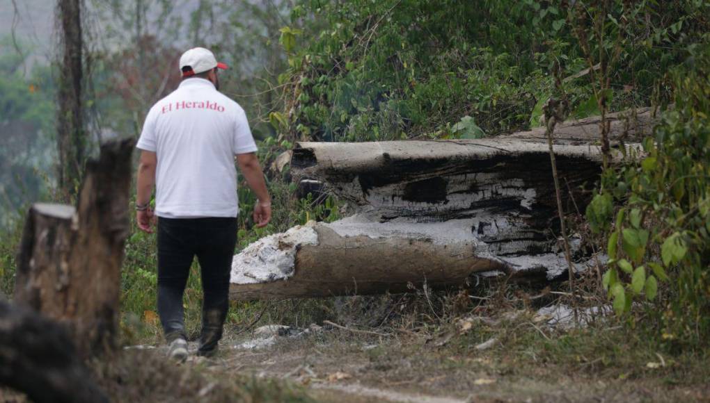 Destruida y deforestada: así se encuentra la zona núcleo de la Biósfera del Río Plátano