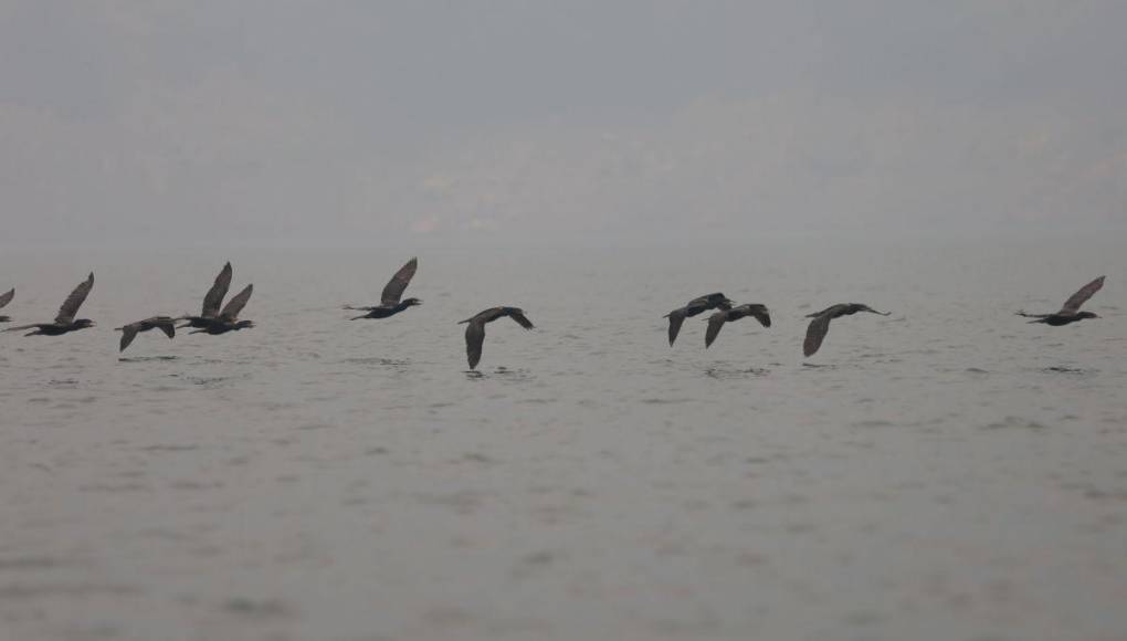 Así es la “isla de patos” que están devorando los peces y afectando a pescadores en la represa ‘El Cajón’