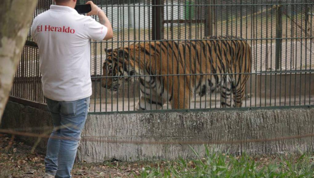 Así son los tigres y leones que serían sacrificados por falta de alimentos en Joya Grande