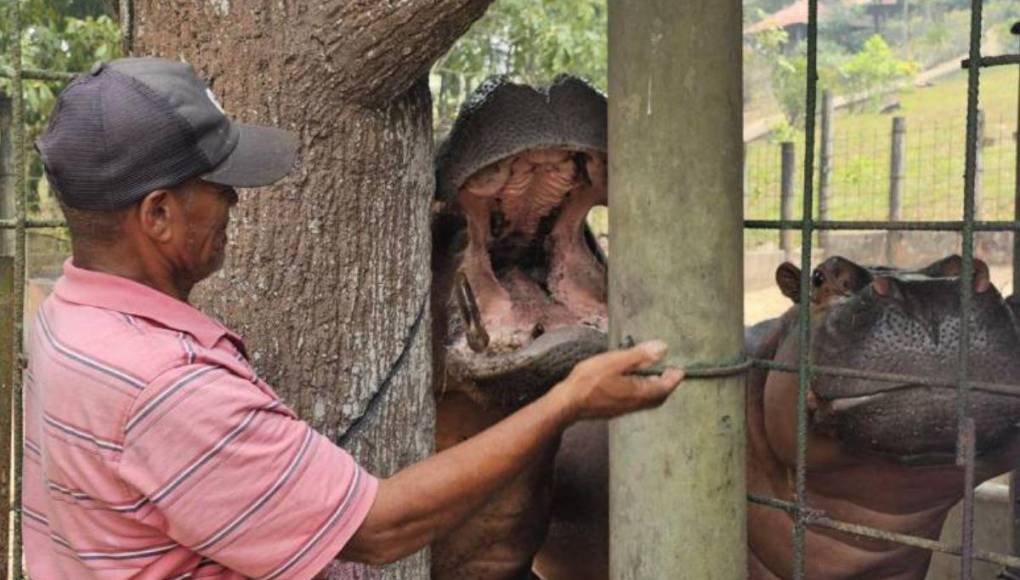 ¿En qué condiciones se encontraban los animales rescatados en Joya Grande?