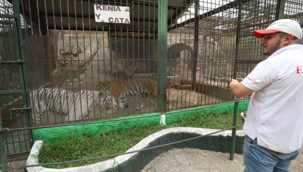 Así son los tigres y leones que serían sacrificados por falta de alimentos en Joya Grande