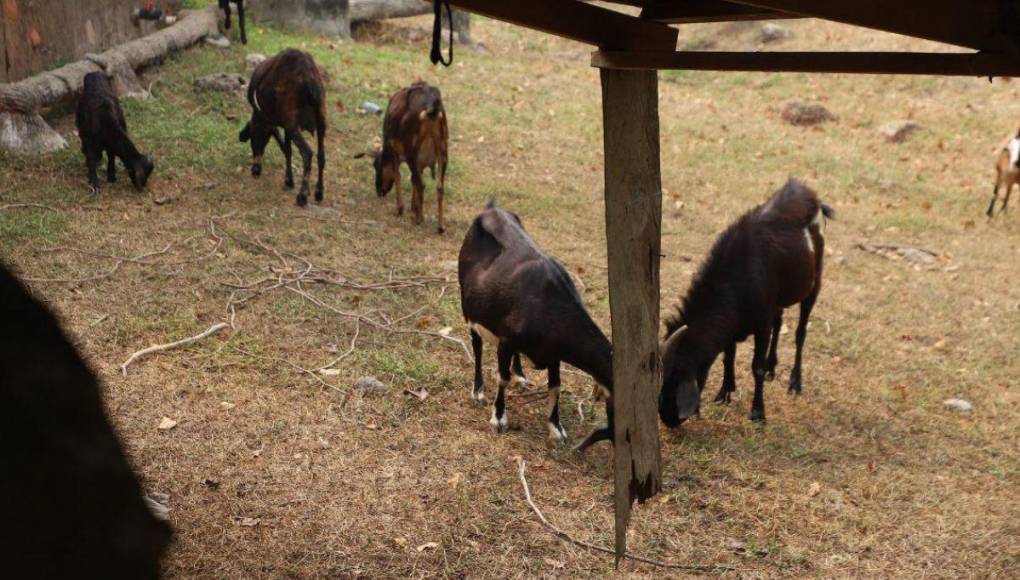 Las condiciones en las que viven animales en zoológico Joya Grande