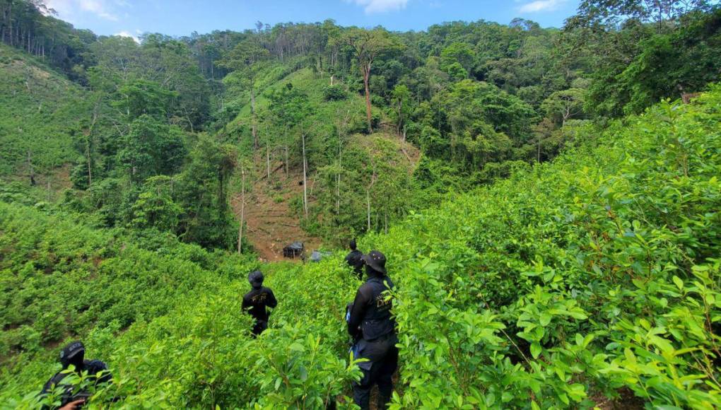 Extensa plantación, dos viveros y un narcolaboratorio asegurados en Colón