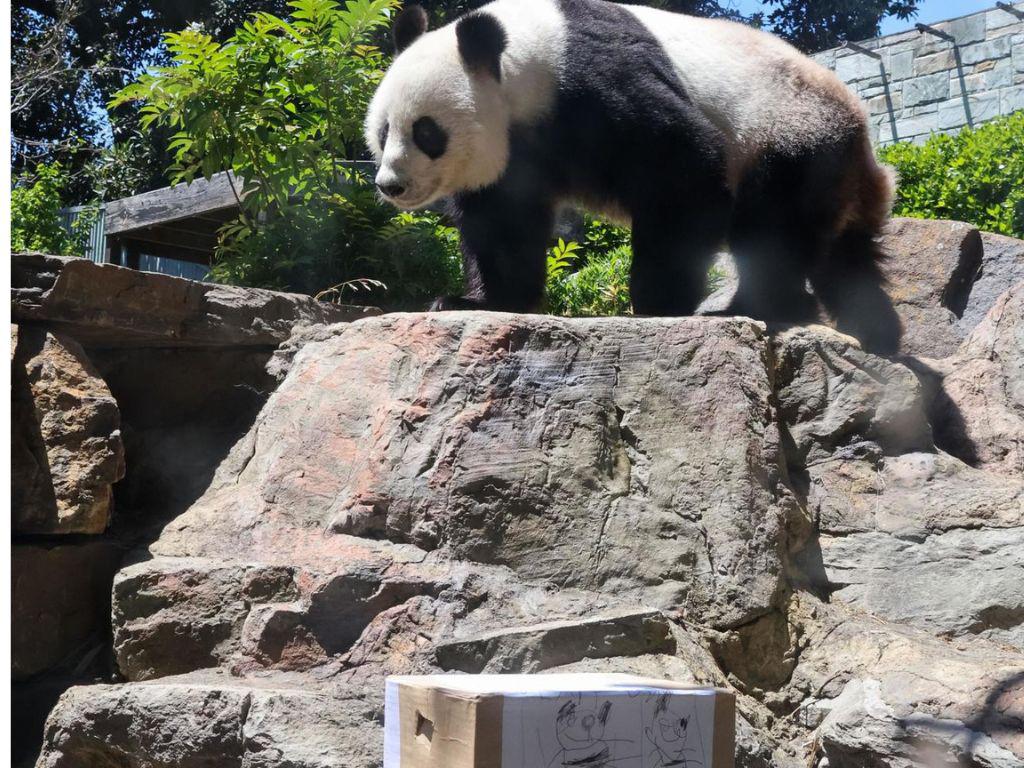 Las tiernas imágenes de pandas gigantes del Zoológico de Adelaida previo a volver a China